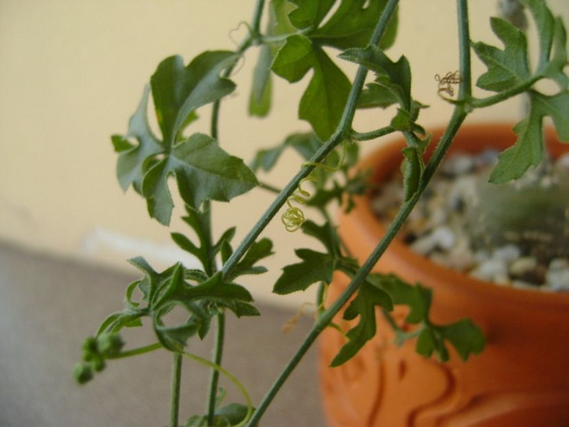 Kedrostis foetidissima - Caudiciforme si bulbi 2017