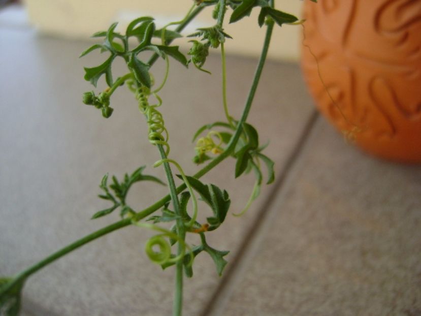 Kedrostis foetidissima - Caudiciforme si bulbi 2017