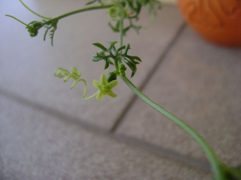 Kedrostis foetidissima - Caudiciforme si bulbi 2017