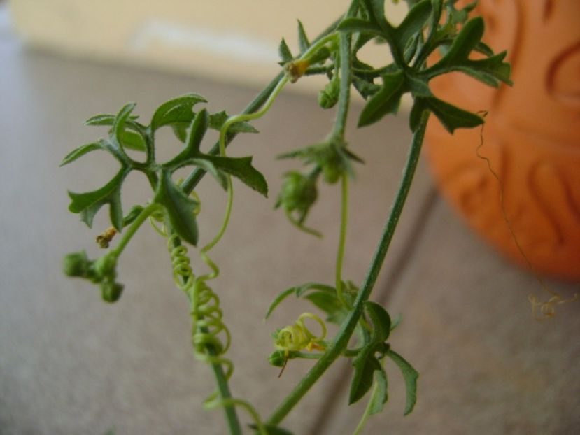 Kedrostis foetidissima - Caudiciforme si bulbi 2017