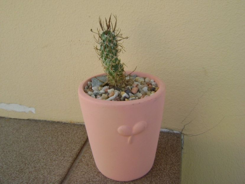 Toumeya papyracantha (altoita) - Cactusi 2017 bis bis
