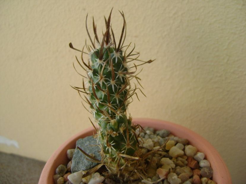 Toumeya papyracantha (altoita) - Cactusi 2017 bis bis