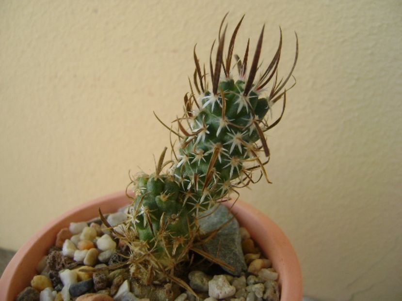 Toumeya papyracantha (altoita) - Cactusi 2017 bis bis