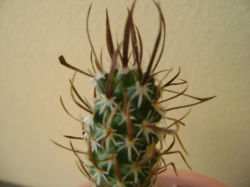 Toumeya papyracantha (altoita) - Cactusi 2017 bis bis