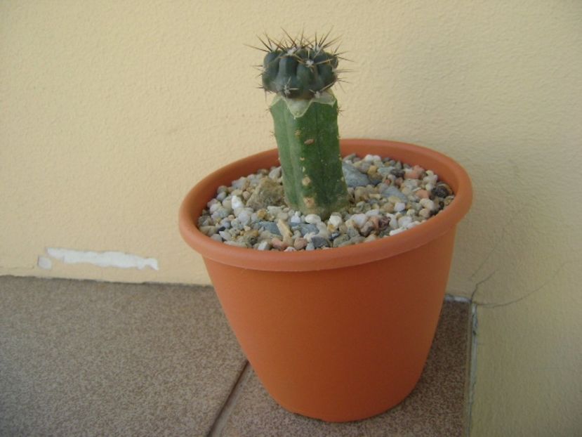 Gymnocalycium gibbosum v. nigrum (altoit) - Cactusi 2017 Gymnocalycium