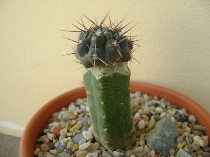 Gymnocalycium gibbosum v. nigrum (altoit) - Cactusi 2017 Gymnocalycium
