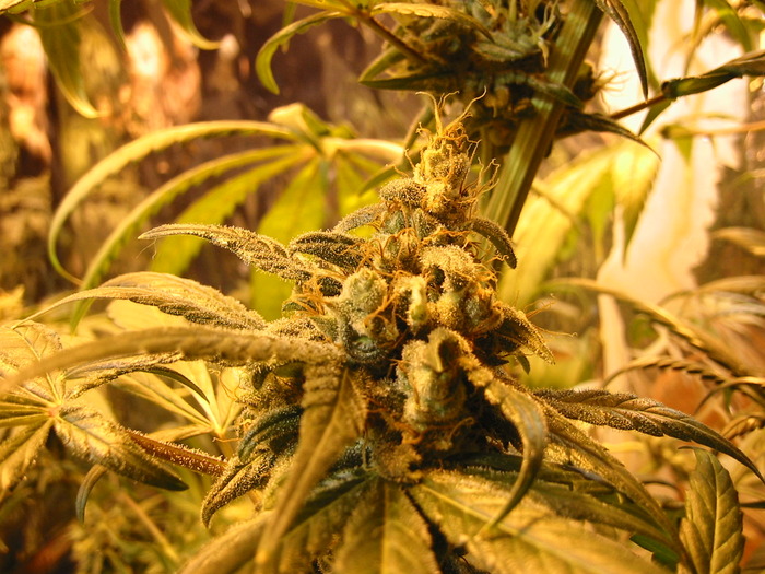 Beautiful_bud - Marijuana Wallpapers