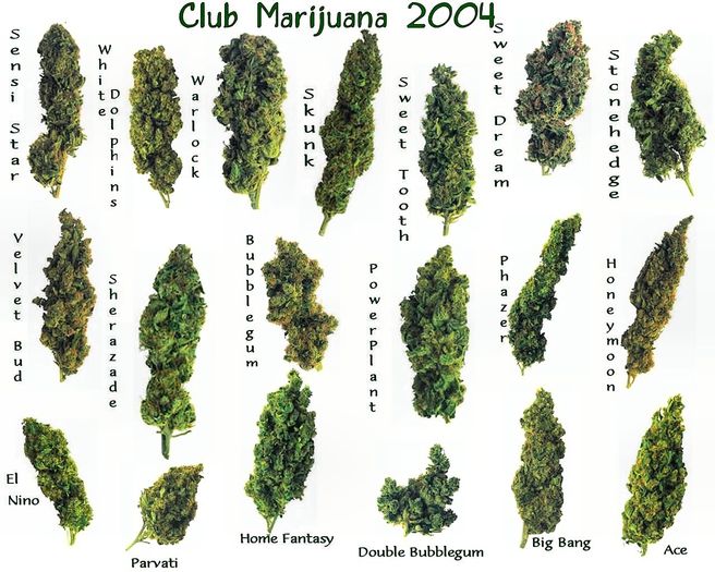 Club_Marijuana_by_puddlz_by_Club_Marijuana