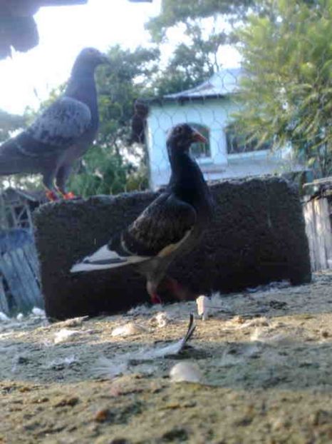 201 - X-Porumbei vinduti