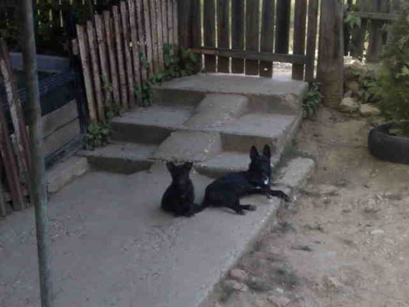  - Caini de sobolani-dihori-paza