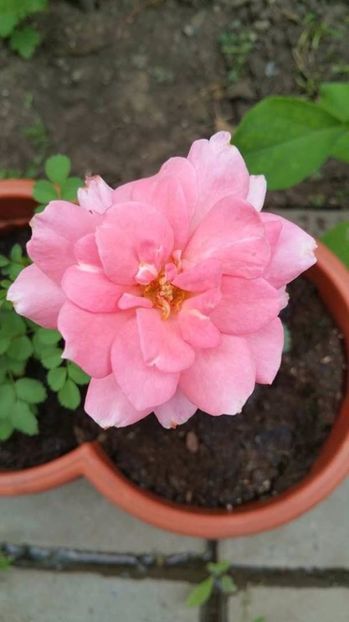 Trandafir din seminte - Trandafiri din seminte de trandafiri