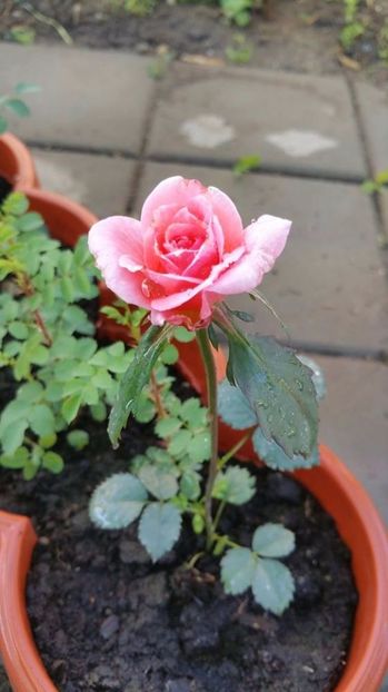 Trandafir roz inflorit din seminte - Trandafiri din seminte de trandafiri