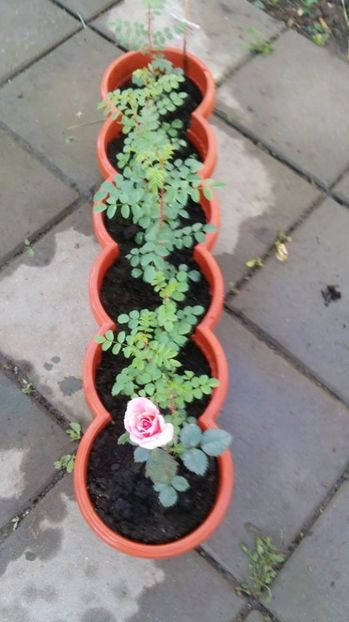 Ghiveci cu trandafiri din seminte - Trandafiri din seminte de trandafiri