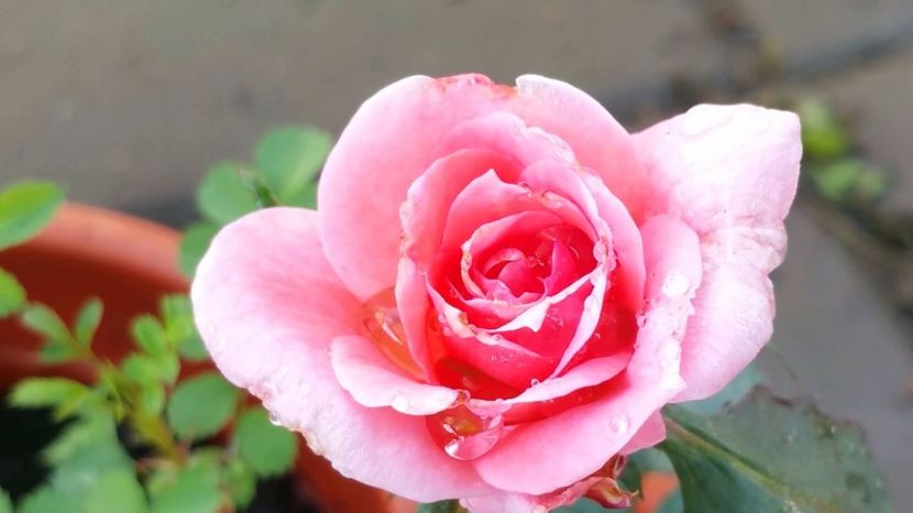 Floare de trandafir din seminte 2017 - Trandafiri din seminte de trandafiri