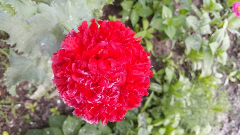 Mac rosu batut - Maci