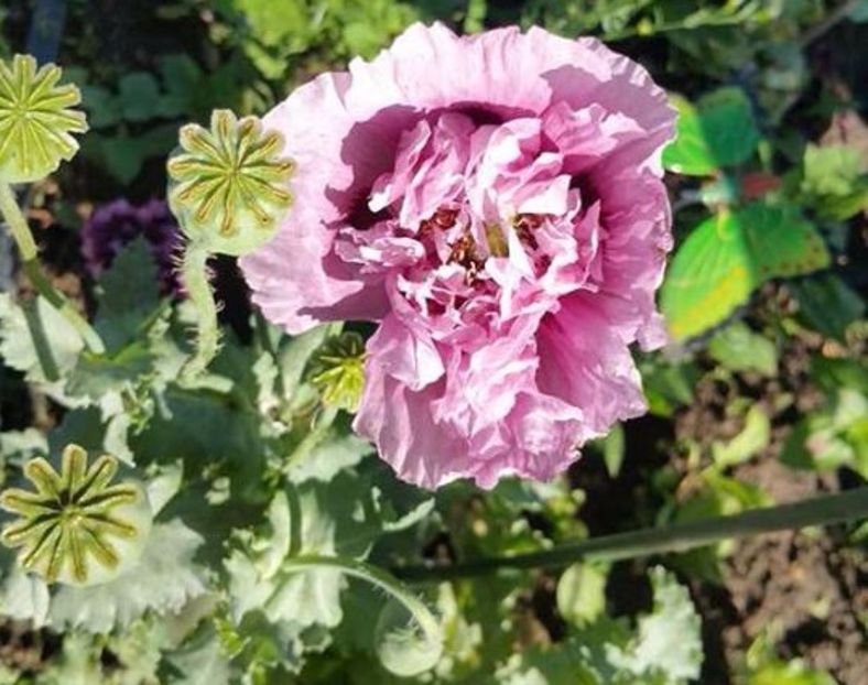 Mac roz batut - Maci