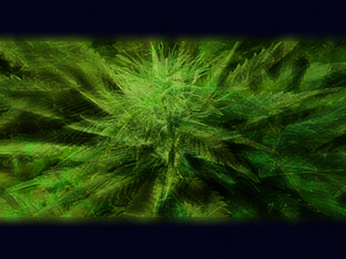 short_term_memory_loss