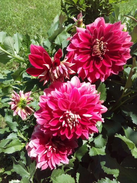 - AAAA_DALII 2015_2017_2018_2019_2020_2023