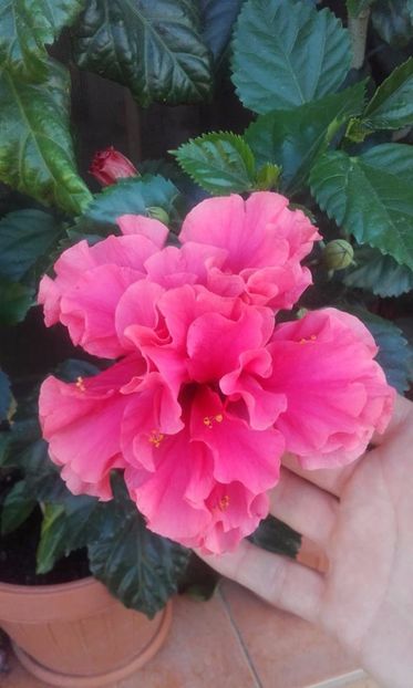  - hibi pride of hankins