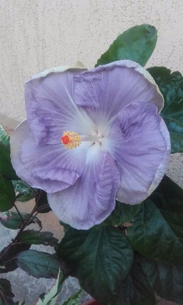 M. Mangy Blue - hibii 2017