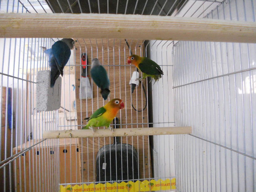  - CEVA NOU IN PROPRIA CRESCATORIE