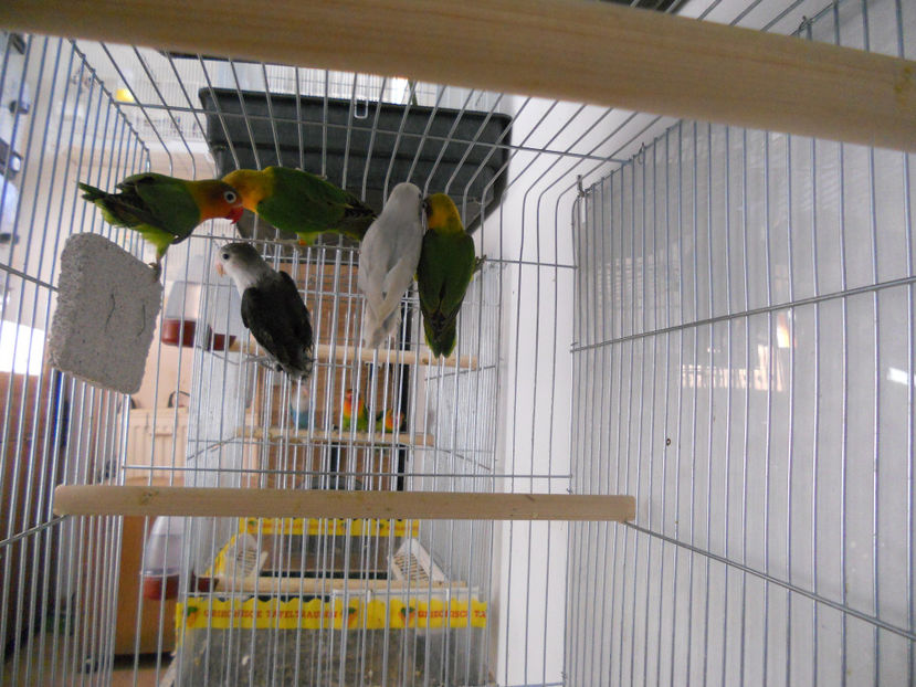  - CEVA NOU IN PROPRIA CRESCATORIE