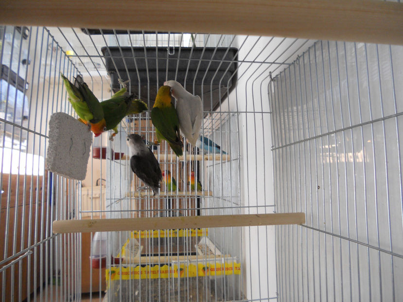  - CEVA NOU IN PROPRIA CRESCATORIE