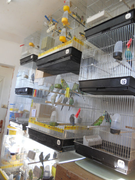  - CEVA NOU IN PROPRIA CRESCATORIE