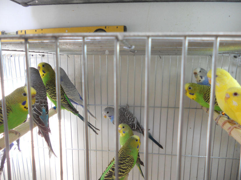  - CEVA NOU IN PROPRIA CRESCATORIE