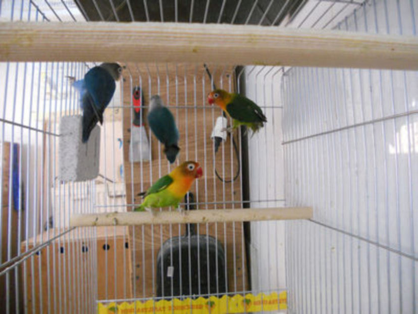 109501216_VVQQODZ3 - PAPAGALII MEI AGAPORNIS