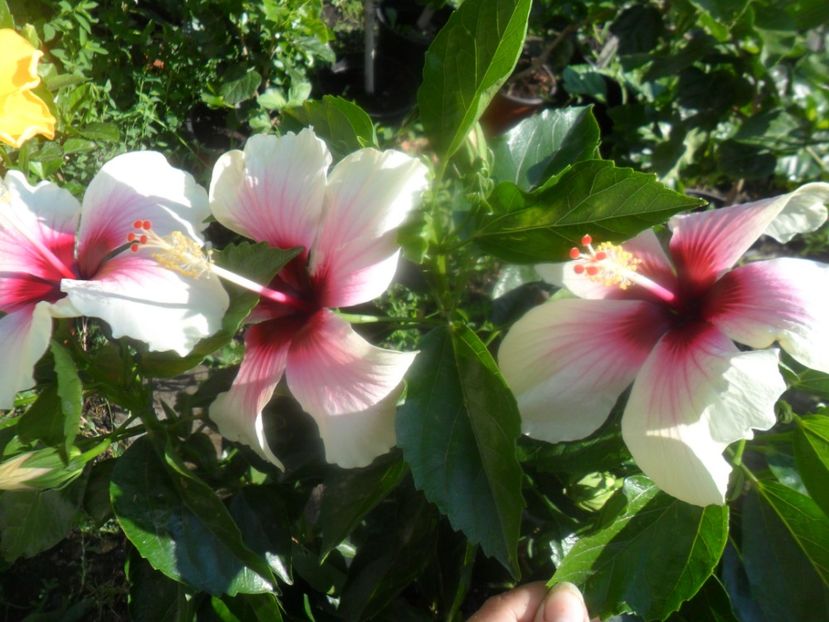  - hibiscusi 2017 4