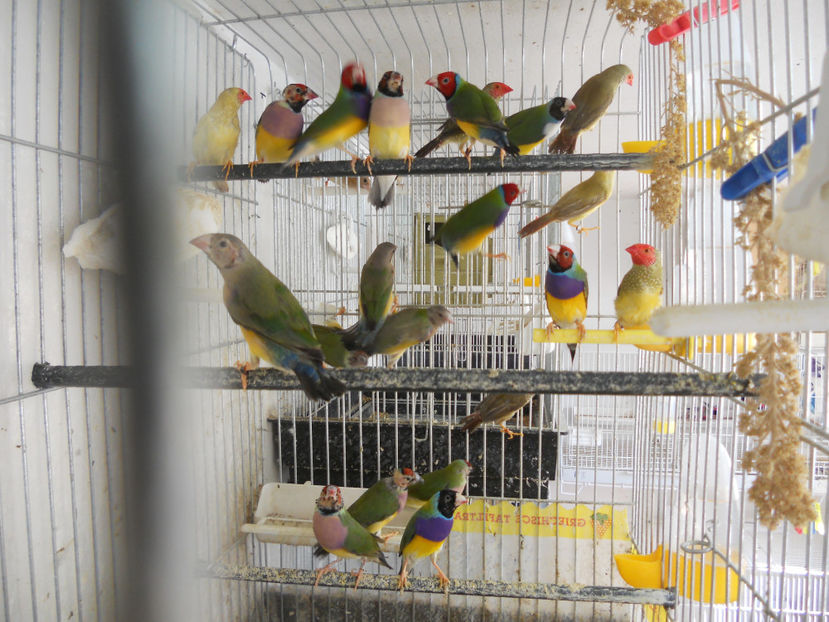  - CEVA NOU IN PROPRIA CRESCATORIE