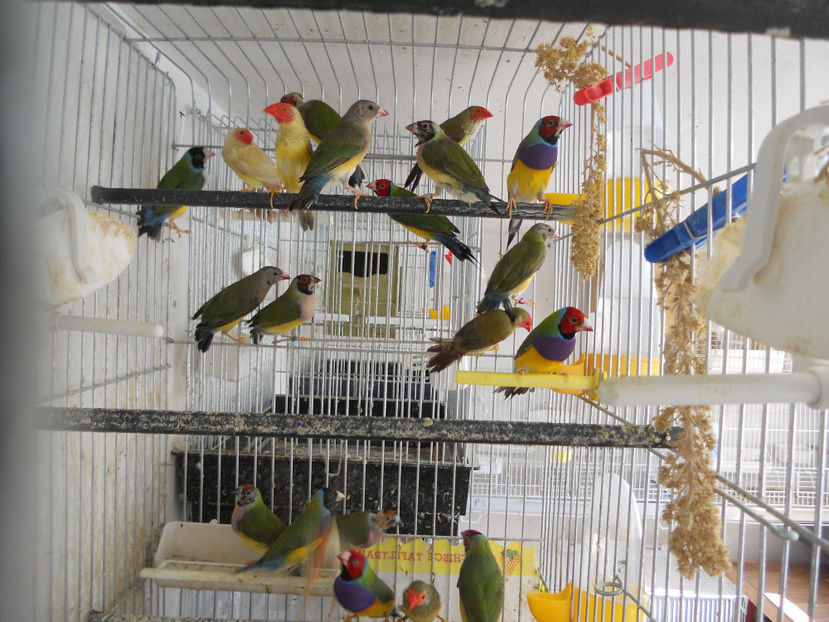  - CEVA NOU IN PROPRIA CRESCATORIE