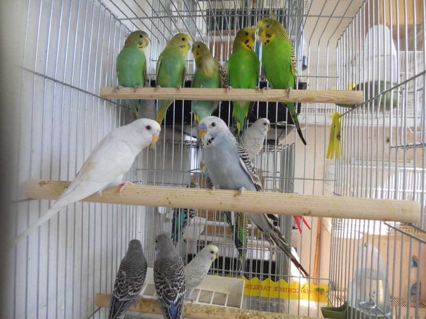  - CEVA NOU IN PROPRIA CRESCATORIE