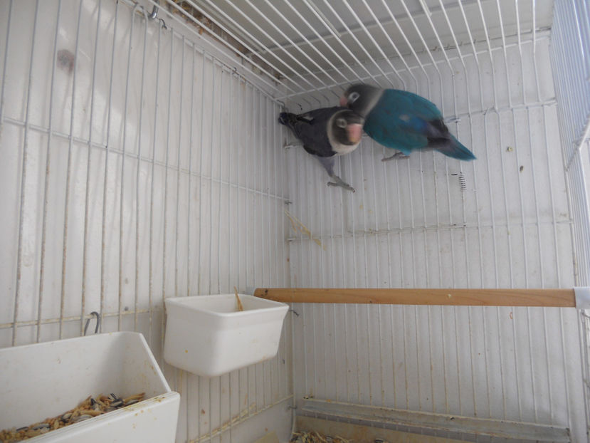  - CEVA NOU IN PROPRIA CRESCATORIE