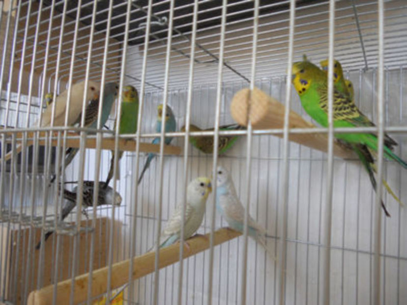 109501232_DJQJTFX3 - PERUSII MEI