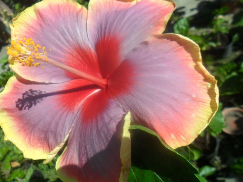  - Tahitian Violet Raimbow