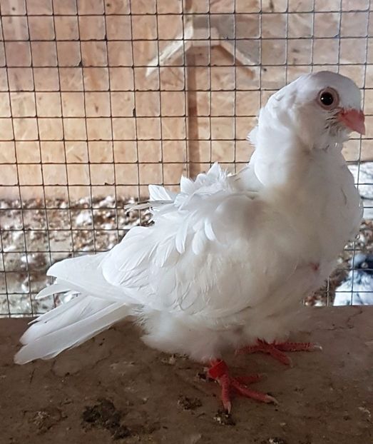  - 24_PESCARUSI CHINEZI TALIA MARE MATCA-2021