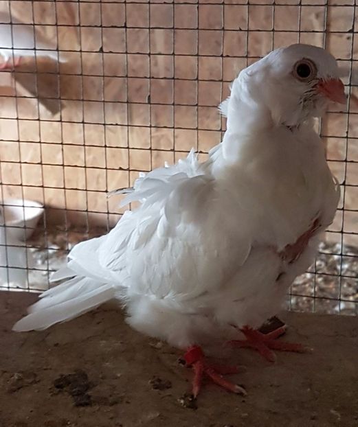  - 24_PESCARUSI CHINEZI TALIA MARE MATCA-2021