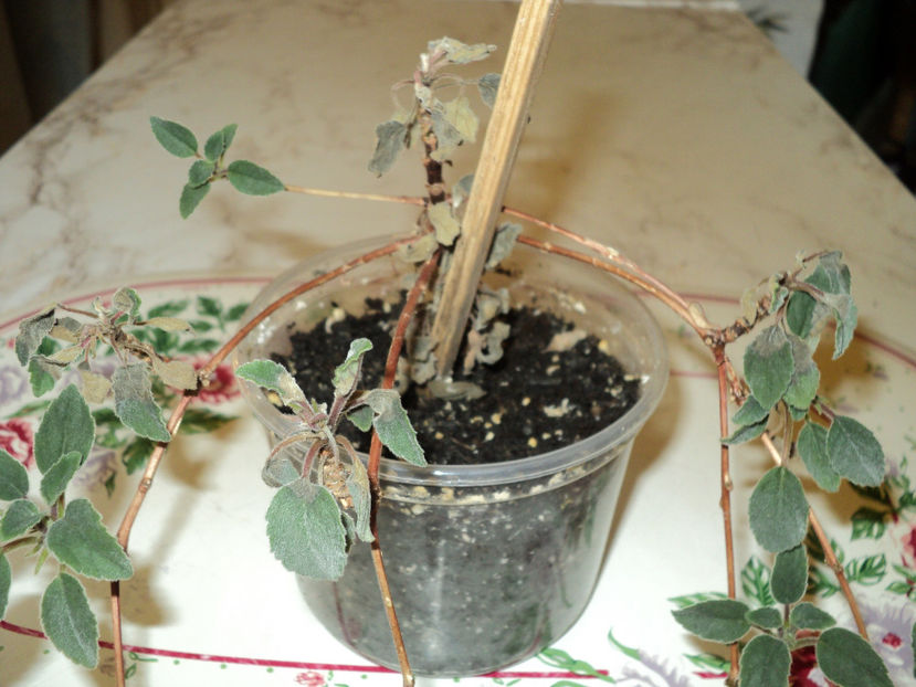 21 iul 2017 Am facut-o lata... - GESNERIACEE