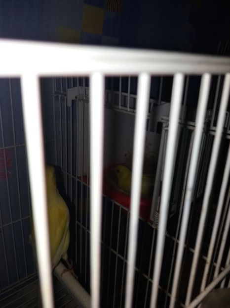  - canari razza espagniola