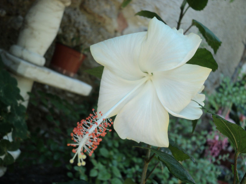 21 iul 2017 - Dainty white - Fiji ?