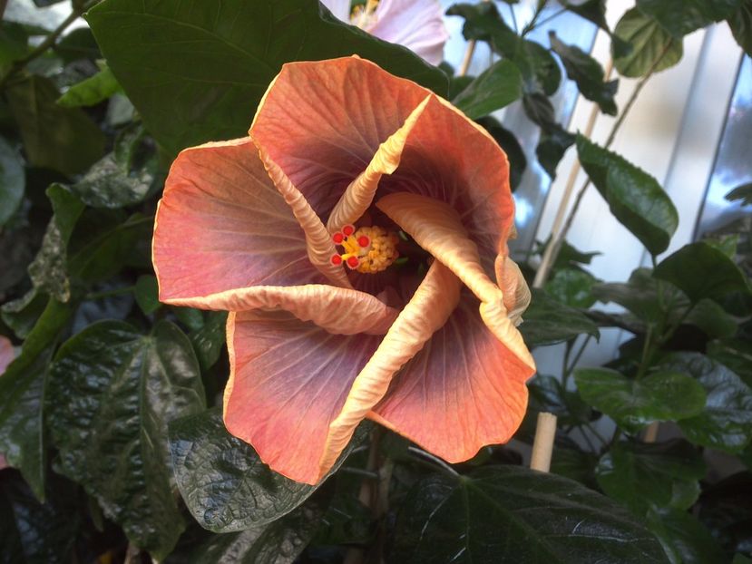 WIN_20170721_101012 - Tahitian Purple Ripple