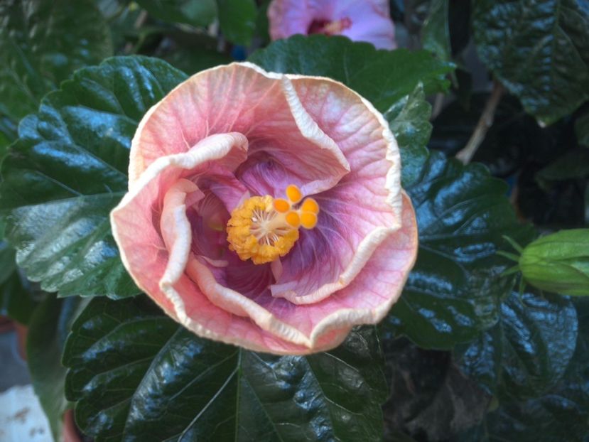 WIN_20170721_101725 - Barry Schlueter