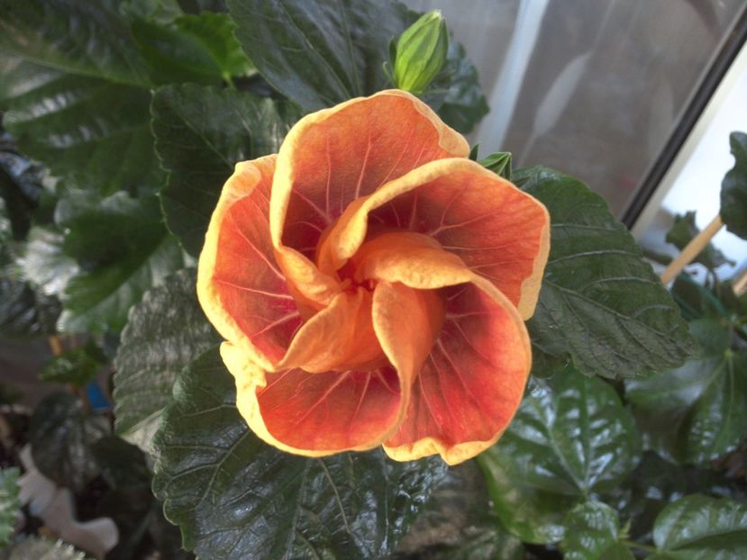 WIN_20170721_101851 - Jolanda Gommer