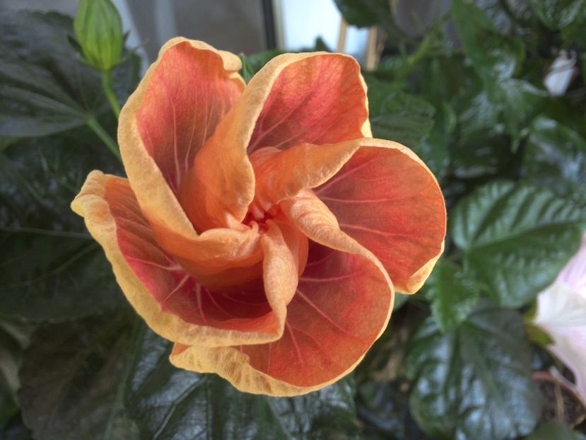 WIN_20170721_101859 - Jolanda Gommer