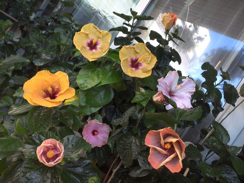 WIN_20170721_102119 - 03Hibiscus