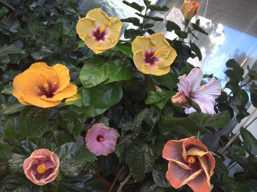 WIN_20170721_102127 - 03Hibiscus