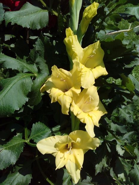  - AAAA_GLADIOLE 2015_2017_2018_2019