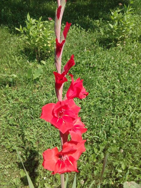  - AAAA_GLADIOLE 2015_2017_2018_2019